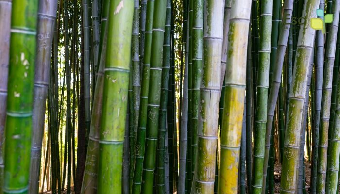 Bamboo Arboretum & QR Barcoding