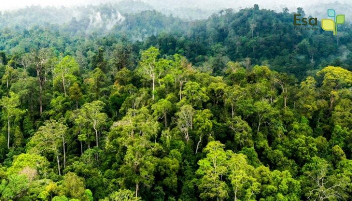 Carbon Trading - Biomass Allometry