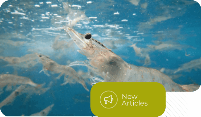 Esa Khatulistiwa - Building Responsible Vaname Shrimp Farming Systems