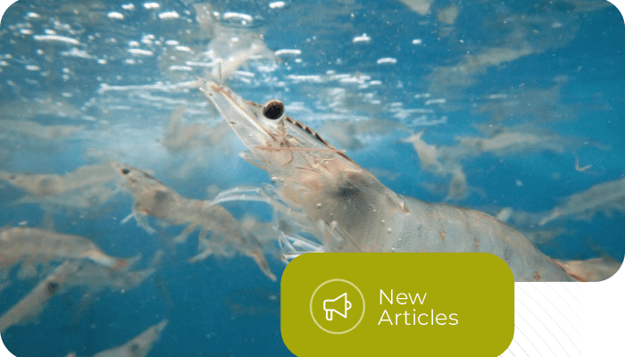 Esa Khatulistiwa - Building Responsible Vaname Shrimp Farming Systems