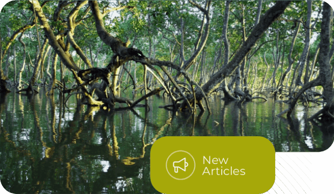 From Biomass to Carbon Credits - Unlocking the Potential of Blue Carbon Ecosystems