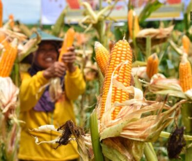 Hybrid Corn Seed TKS-234