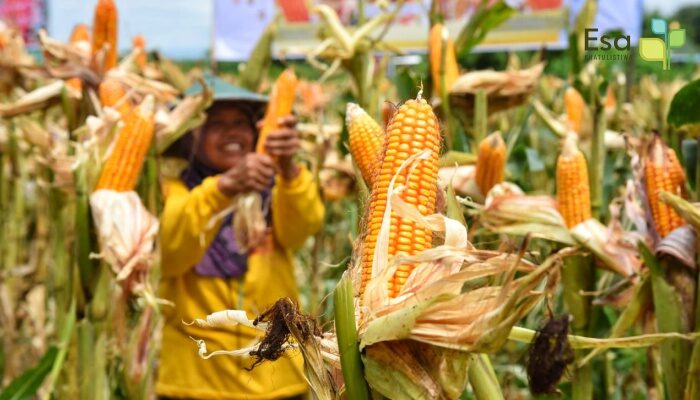 Hybrid Corn Seed TKS-234