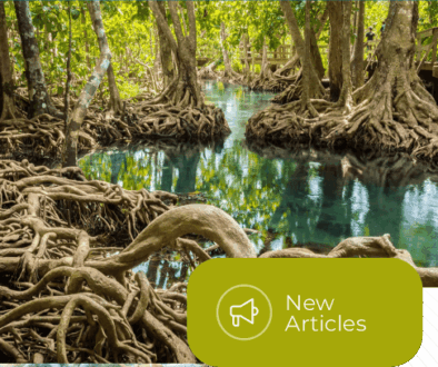 Integrated Mangrove Restoration for Climate Resilience and Coastal Protection