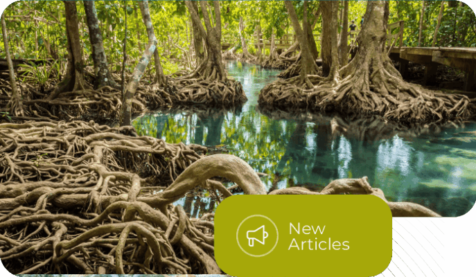 Integrated Mangrove Restoration for Climate Resilience and Coastal Protection