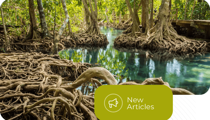 Integrated Mangrove Restoration for Climate Resilience and Coastal Protection