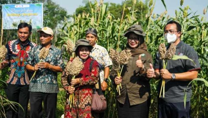 MBI Bersama ITS dan Yayasan Esa Khatulistiwa Sosialisasikan Potensi Pengembangan Sorgum di Mojokerto