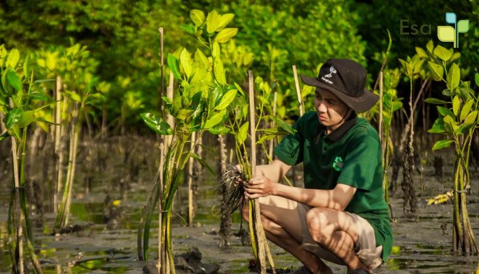 Mangrove Ecotourism