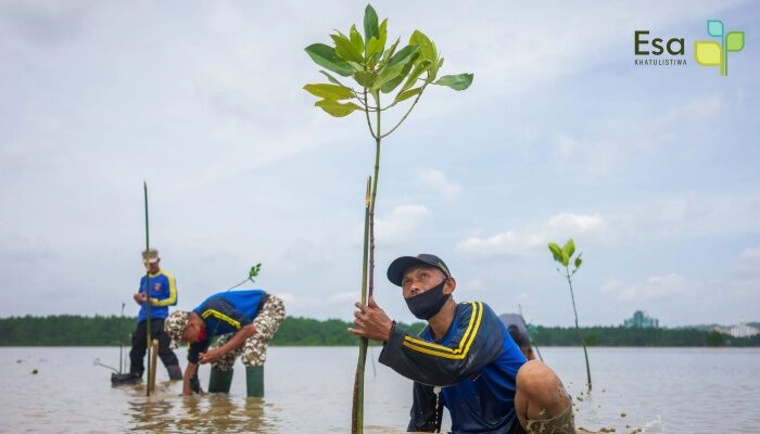 Mangrove Restoration & Monitoring
