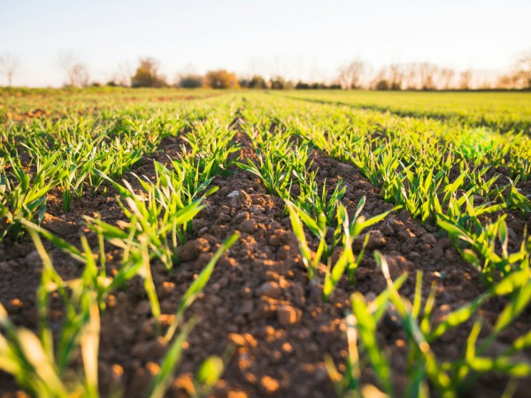 Regenerative Agriculture