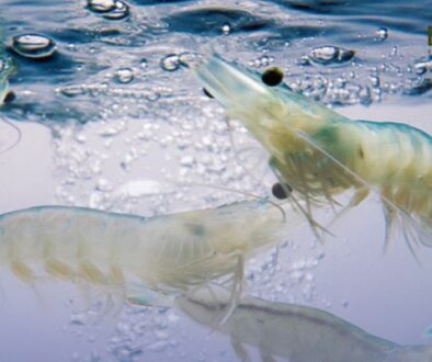 Sustainable Aquaculture (Vaname Shrimp)