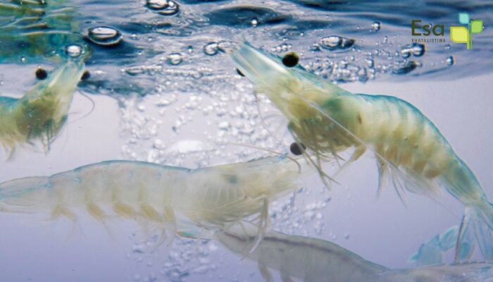 Sustainable Aquaculture (Vaname Shrimp)
