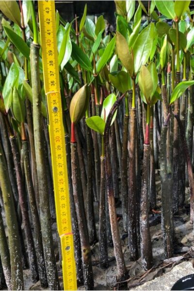 mangrove restoration (1)