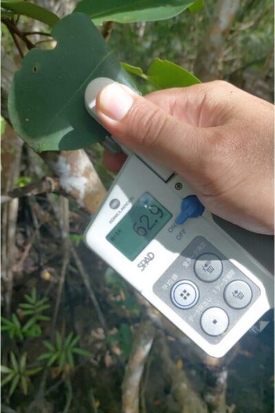 mangrove restoration (2)