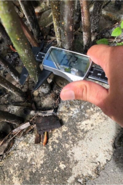 mangrove restoration (3)