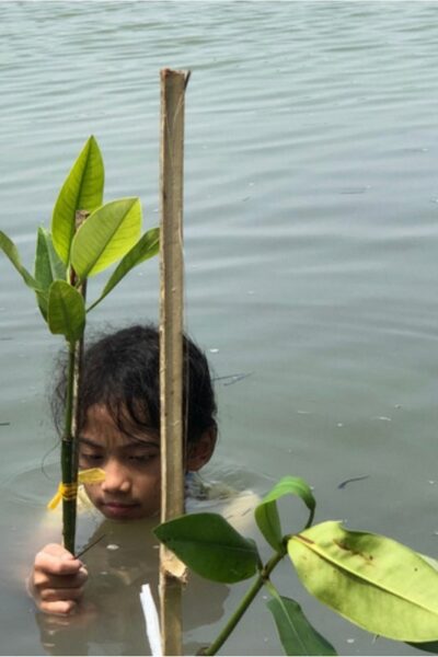 mangrove restoration (5)